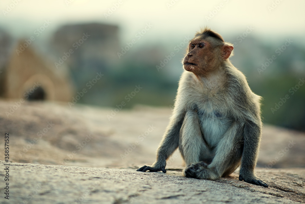 Portrait of a monkey with a serious expression