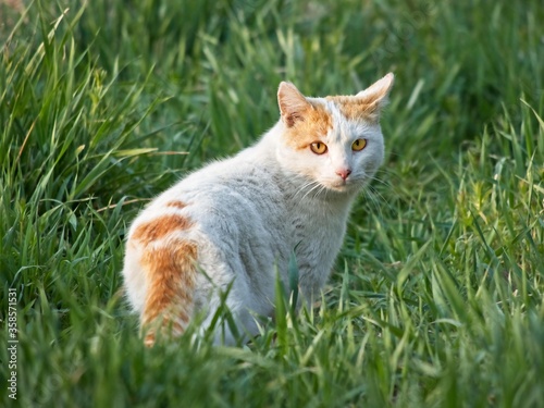 White and red straycat turned around and watching. Field of fresh green grass. Blurred background.