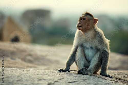 Portrait of a monkey with a serious expression