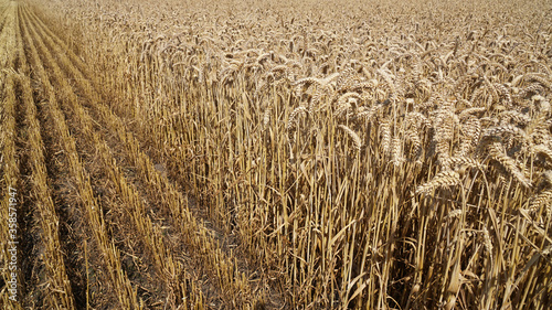 Diagonal view of wheat stubble on the left side where the combine harvester has passed and the remaining harvest ready wheat on the field on the right side