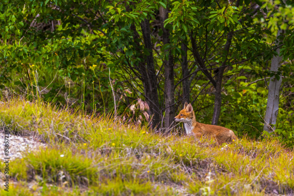 Fototapeta premium Fox cubs playing around their den