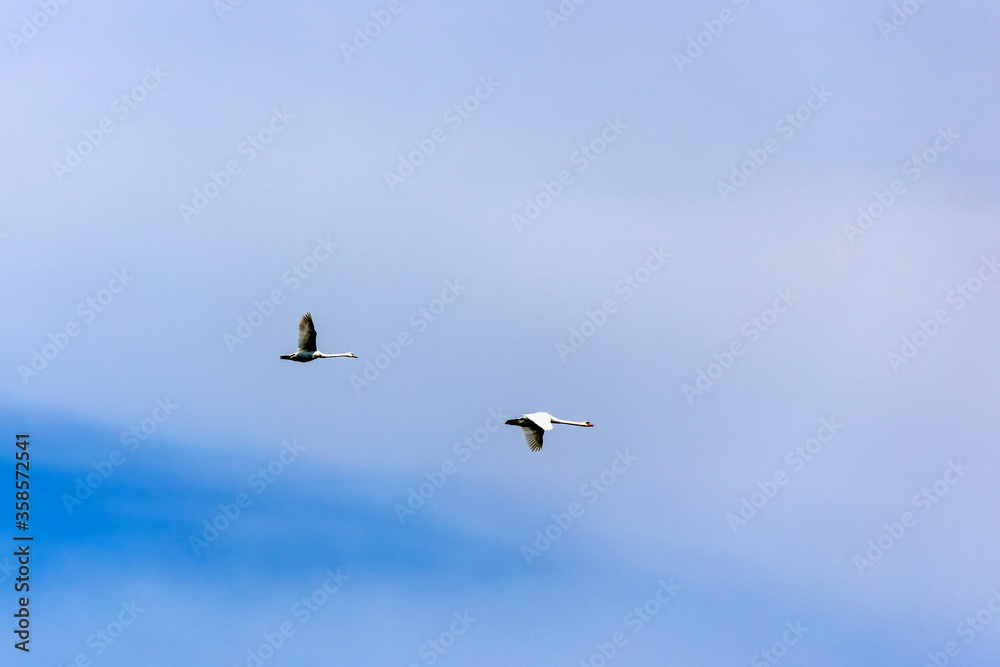 two whooper swans flying in blue sky