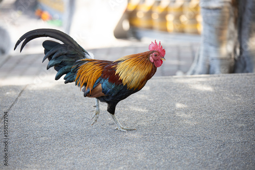 Beautiful chicken or red hen is walking around temple with blur background © Nutyuwan