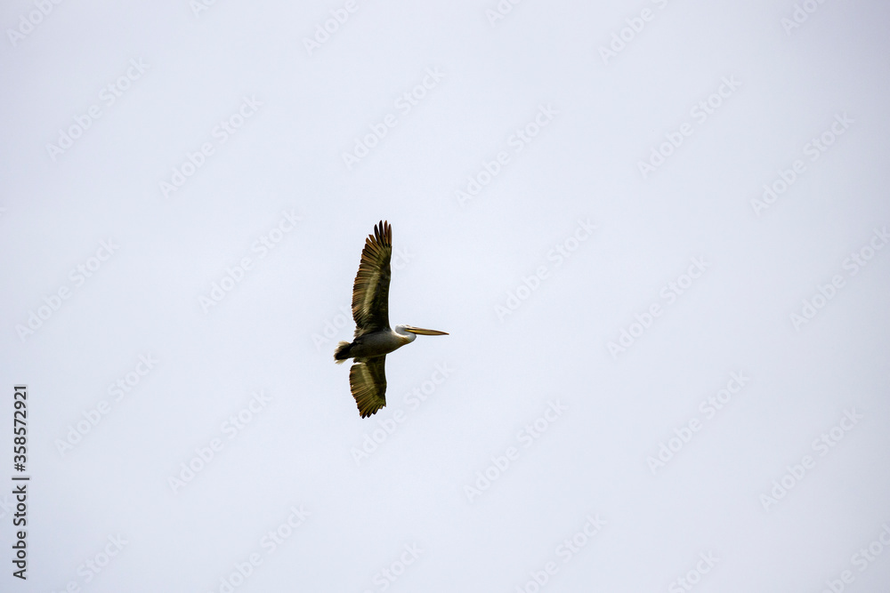 Dalmatian Pelican (Pelecanus crispus) in flight. Danube Delta, Romania