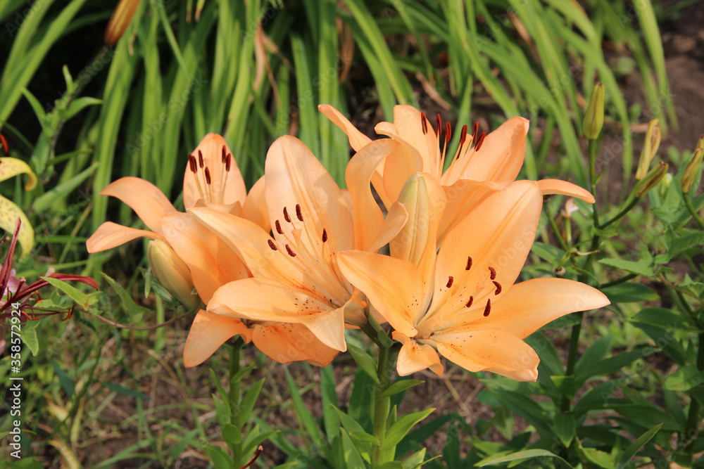 Obraz premium A cluster of beautiful gentle peach-colored flowers with dark red stamens.