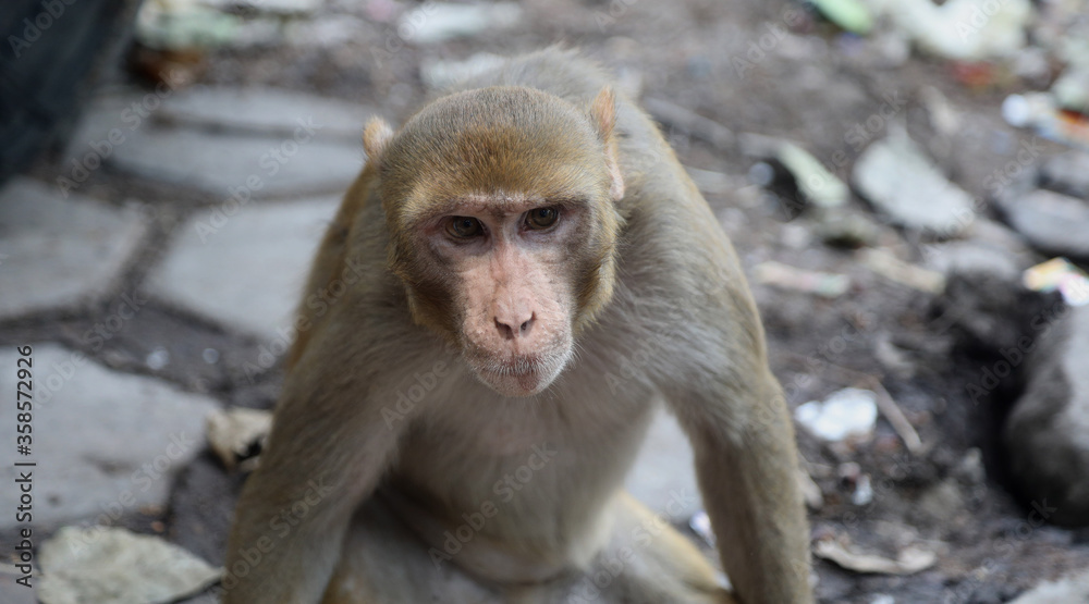NEW DELHI, INDIA - June 10, 2020: A Portrait of Adult Indian monkey Close up face looks at the camera  in Delhi, India.