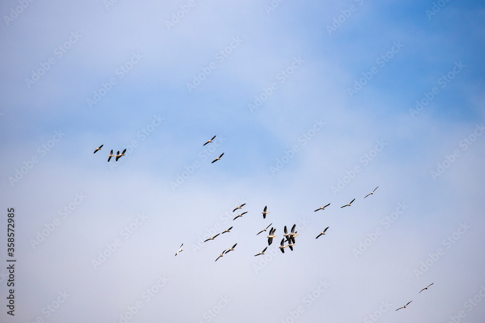 Fototapeta premium Great White Pelican, pelecanus onocrotalus, Group in Flight.