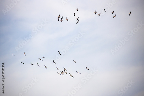 Great White Pelican, pelecanus onocrotalus, Group in Flight.