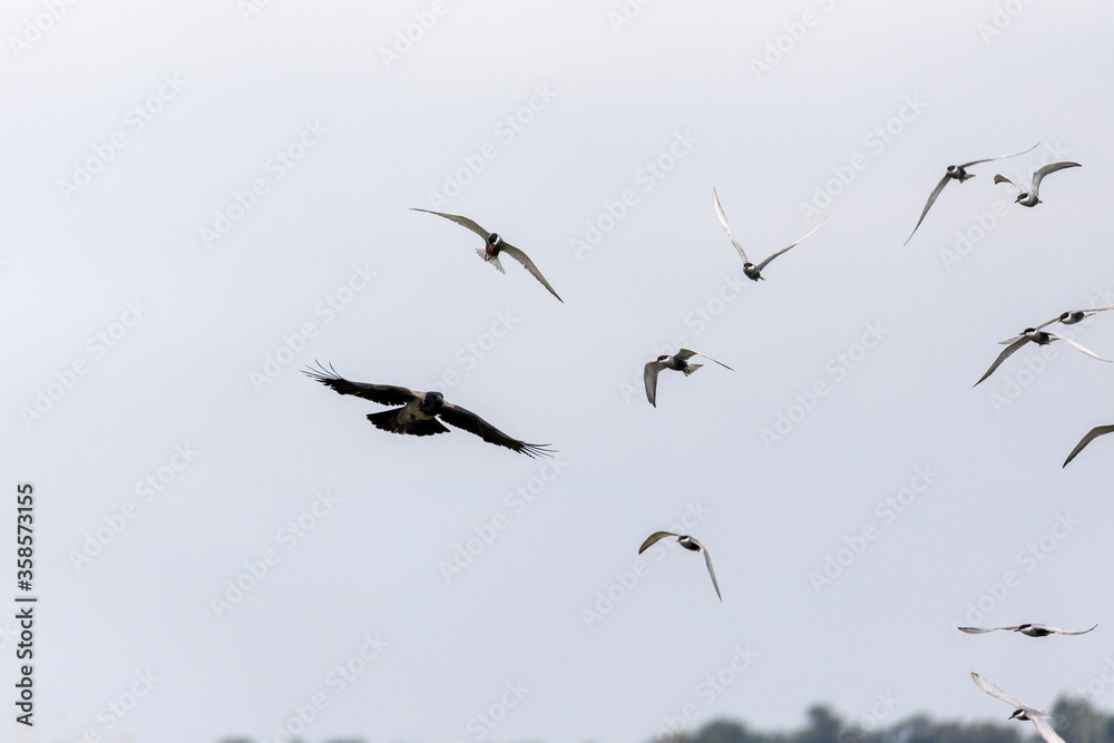 Whiskered Tern in Flight (Chlidonias hybridus) Whiskered Tern in Flight (Chlidonias hybridus)