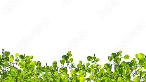Alder  twigs with the young green leaves hang down isolated on white. Natural foliage background located on top of the picture. © udovichenko