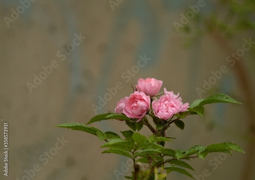 pink roses on a wooden background