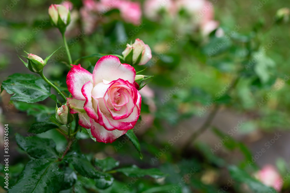 Nice white and pink rose flower with water drops after rain with empty space for text Nice white and pink rose flower with water drops after rain with empty space for text