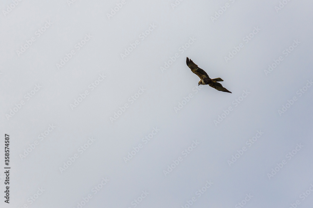 Saker Falcon, falco cherrug, Adult in Flight against Blue Sky Saker Falcon, falco cherrug, Adult in Flight against Blue Sky