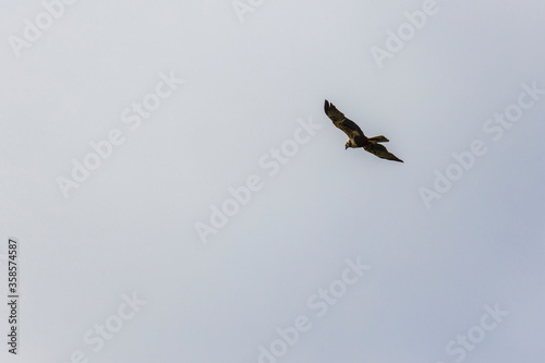 Saker Falcon  falco cherrug  Adult in Flight against Blue Sky