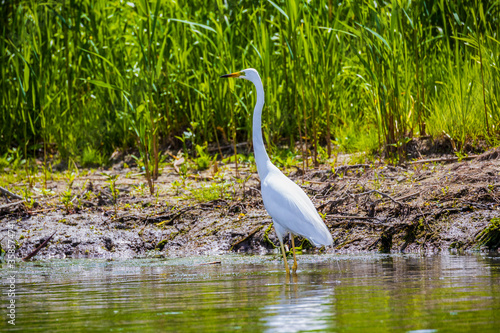 great egret in a pond with water lilies also known as the common egret  large egret or great white egret or great white heron