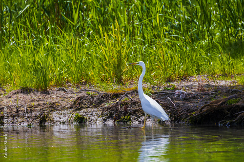 great egret in a pond with water lilies also known as the common egret  large egret or great white egret or great white heron