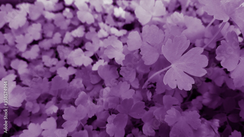 purple flowers background