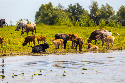 Group of cows in the Danube delta