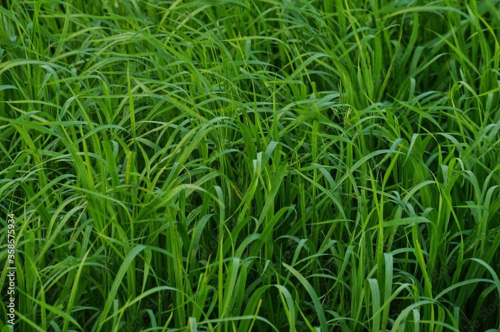 the bright green grass on the field completely fills the entire space the bright green grass on the field completely fills the entire space
