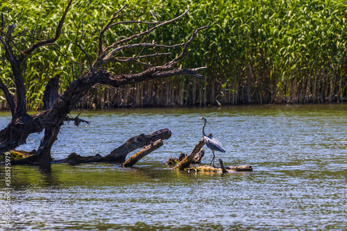 Grey heron bird  Ardea cinerea  in Danube Delta from Romania