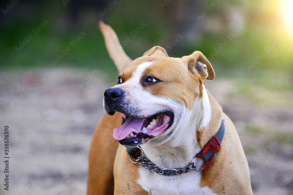 American Staffordshire Terrier dog purebreed female dog in nature