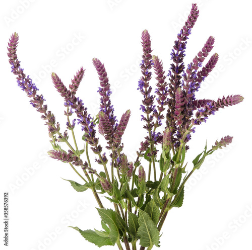 Sage salvia blue medicinal flower on stem bouquet isolated on white background