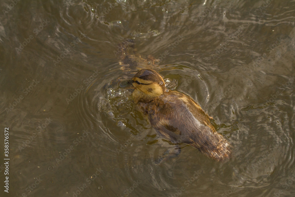 Fototapeta premium Beautiful little ducklings swim in the pond on a warm summer day
