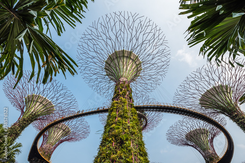 The Supertree Grove, Gardens by the Bay, Singapore, © David Parker