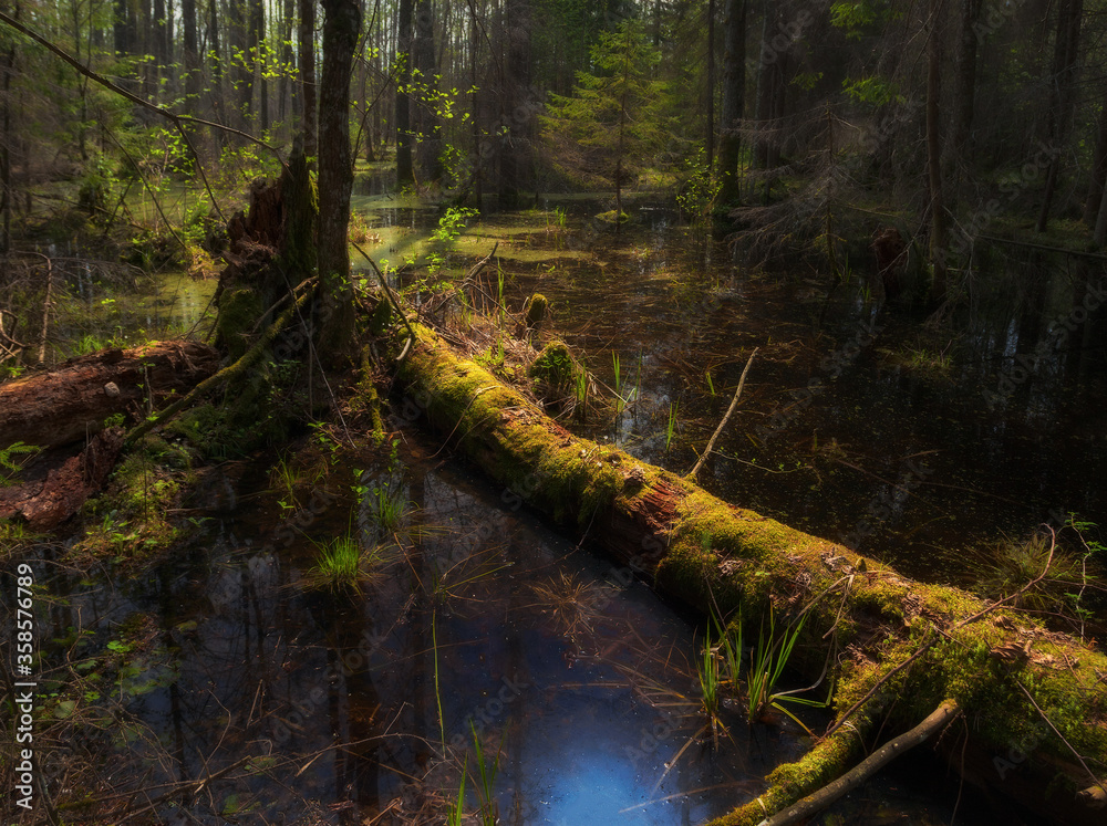 Swamp. Picturesque Peat Bog In The Northern Part Of Belarus, The Beginning Of Summer. Quagmirian Landscape With Fallen Tree Trunk And Blue Oil Stain. Marsh Forest.