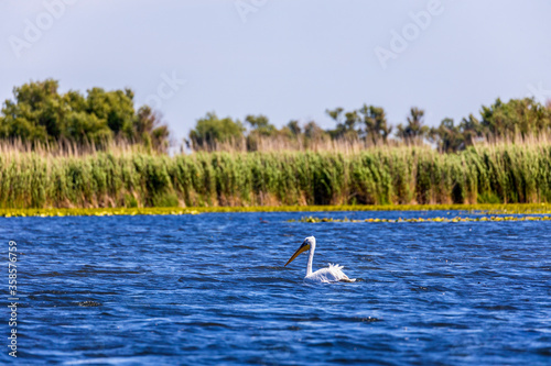 White Pelican (Pelecanus erythrorhynchos) ready to flying