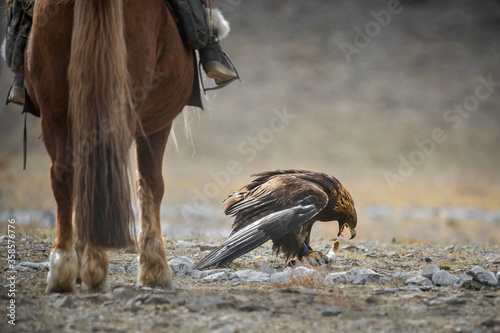 Epic Shot Of A Golden Eagle Tearing Its Prey Near The Horse's Legs.Mongolian Trained Bird Caught A Hare.Ancient Traditions Of Mongolia