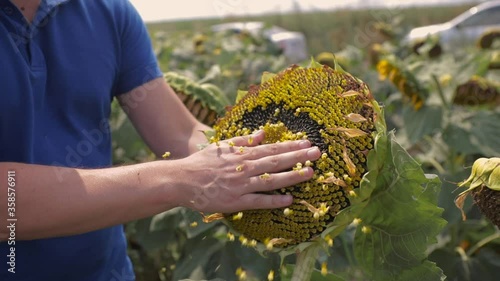 Closeup view of a farmer harvesting sunflowers seeds.