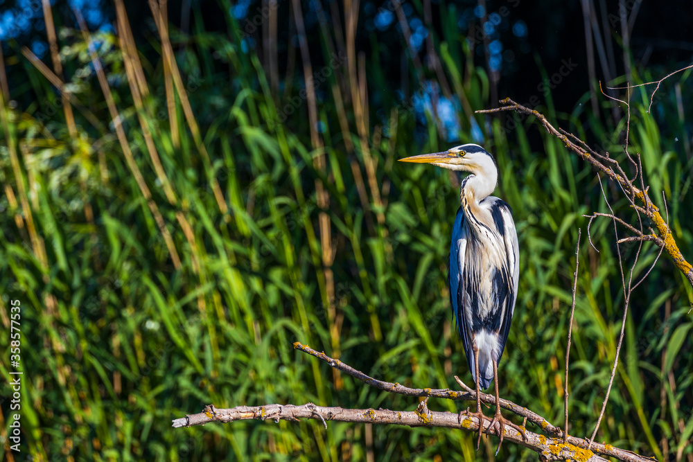 Grey heron bird (Ardea cinerea) in Danube Delta from Romania Grey heron bird (Ardea cinerea) in Danube Delta from Romania