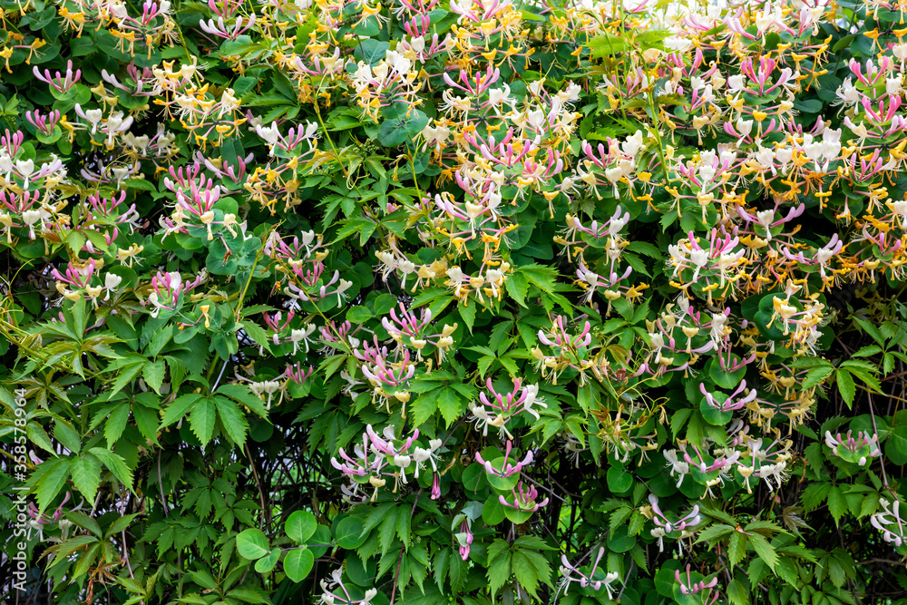 Spring wall multicolored flowers honeysuckle