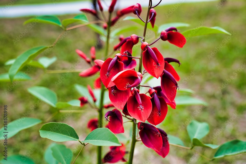 Erythrina crista-galli, often known as the cockspur coral tree, is a flowering tree in the family Fabaceae, native to Argentina, Uruguay, southern Brazil and Paraguay