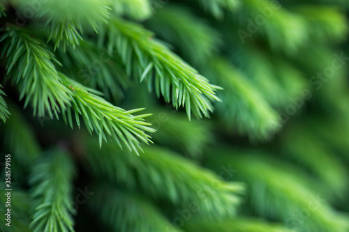Young green spruce branches needles close-up selective focus natural background