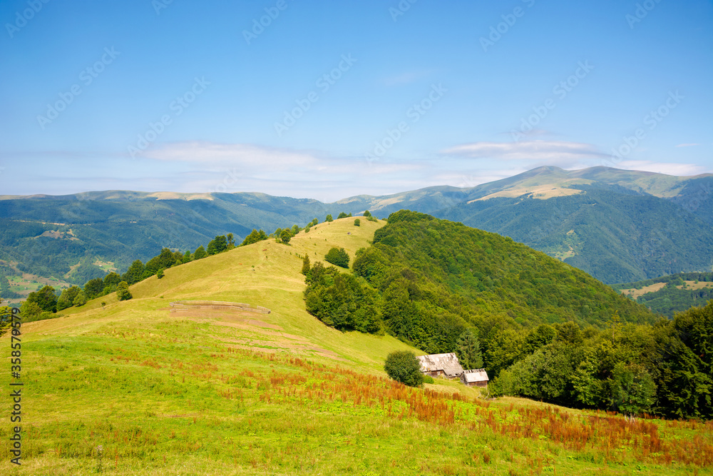 green meadow scenery on the hill. fluffy clouds on the blue sky above the distant mountain. bright summer weather. carpathian rural adventure concept