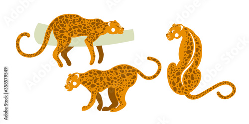 Tropical fauna of mammals. Set of wild leopards. Vector illustration.