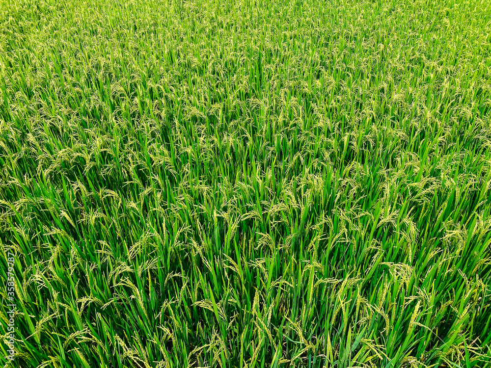 Rice field, green rice sprouts in the meadow. Rice close up. Rice field, green rice sprouts in the meadow. Rice close up.