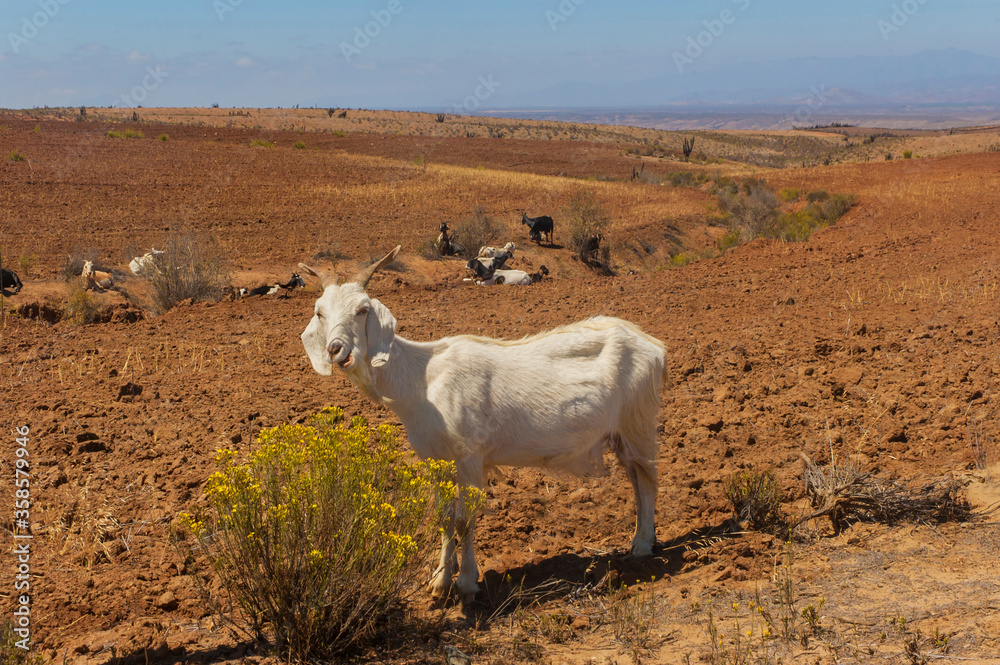 Foto de Animales cabras caprinos desierto pastando paisajes naturaleza