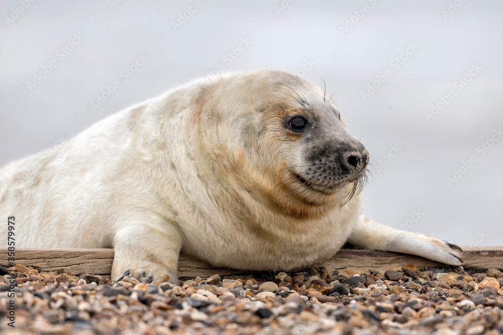 Atlantic Grey Seal pup at three weeks old Atlantic Grey Seal pup at three weeks old
