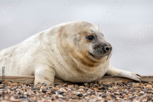 Atlantic Grey Seal pup at three weeks old