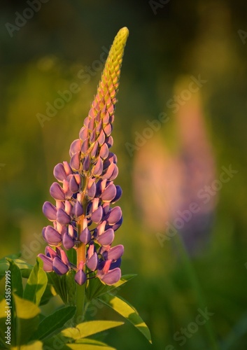 lupine flower in the field