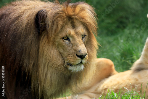 WROCLAW, POLAND - JUNE 09, 2020: Angolan lion (Panthera leo melanochaita). ZOO in Wroclaw, Poland.