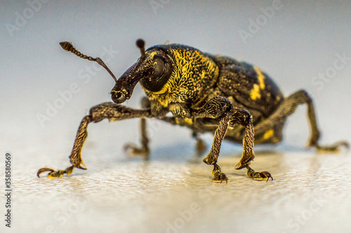 Big beetle weevil crawls on a plastic window sill © Dmitrii
