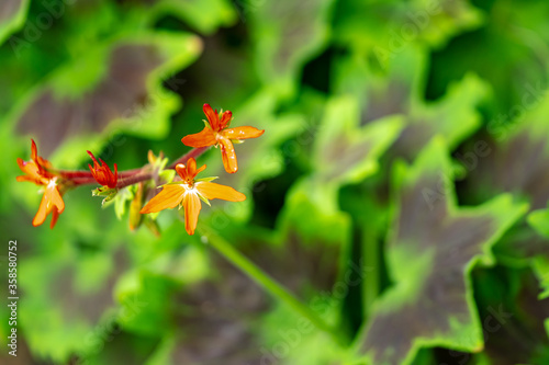 ヒューケラ/ツボサンゴの花