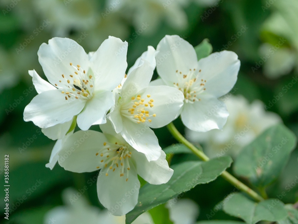 Jasmine flowers Jasmine flowers