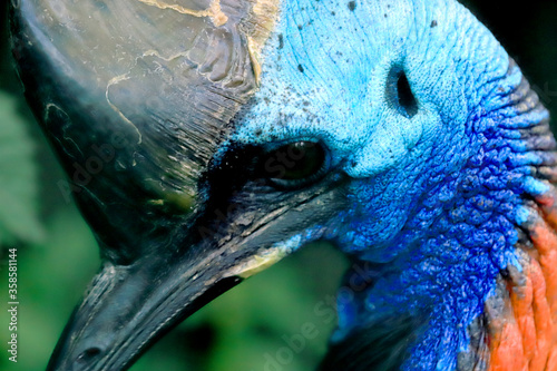 WROCLAW, POLAND - JUNE 09, 2020: Cassowary. The Wroclaw Zoological Garden is the oldest and most visited zoo in Poland (and the fifth in Europe).