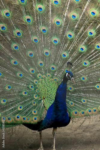 WROCLAW, POLAND - JUNE 09, 2020: The Indian peafowl (Pavo cristatus), also known as the common peafowl, and blue peafowl. ZOO in Wroclaw, Poland. photo