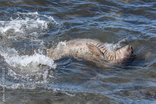 Southern Elephant Seal Pup swimming